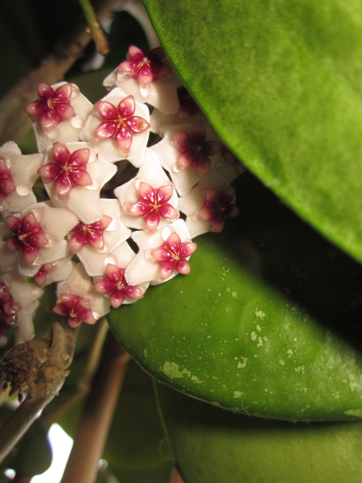 Лес Горбеа Испания