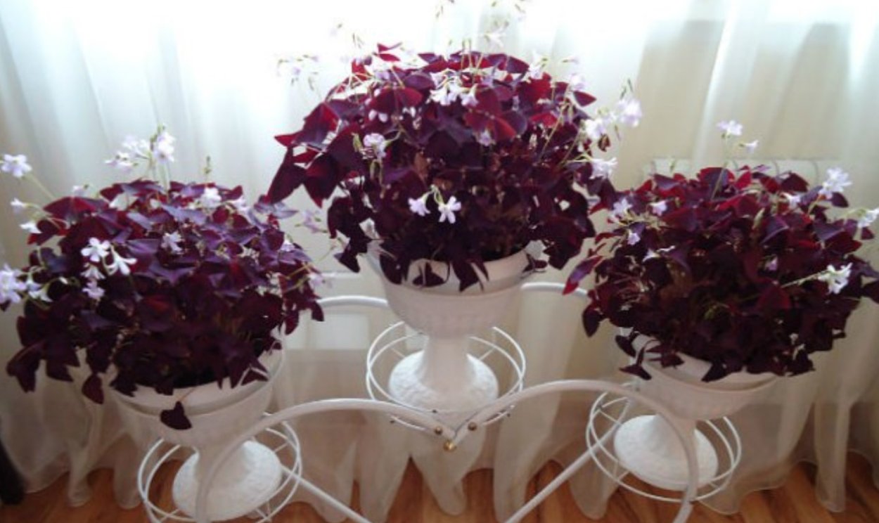 Кислица треугольная (Oxalis triangularis)