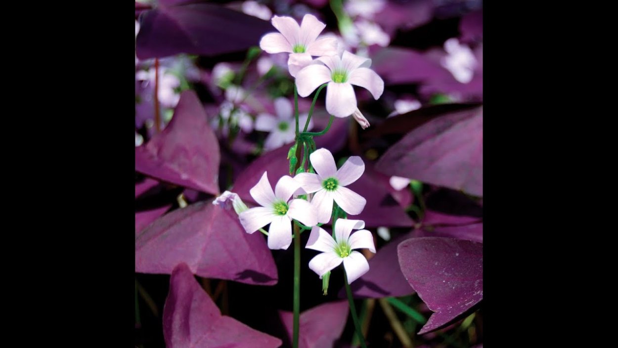 Оксалис Кислица отросток