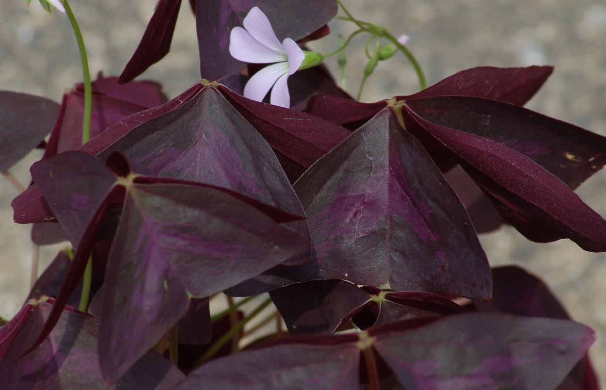 Кислица треугольная (Oxalis triangularis)