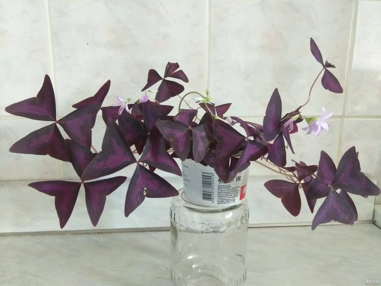 Кислица фиолетовая