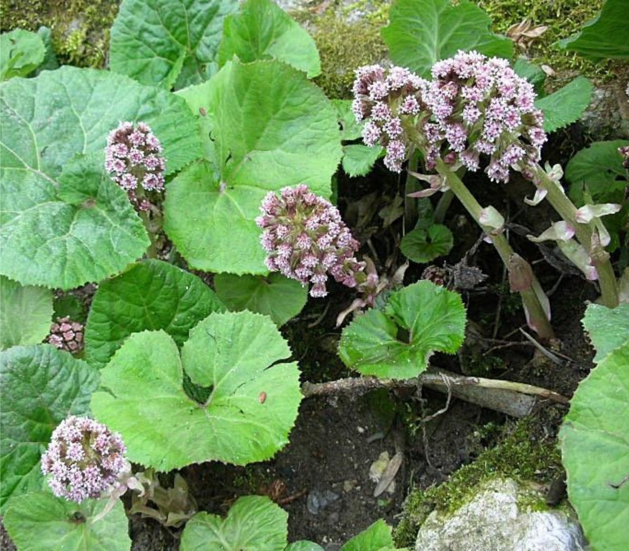 Белокопытник (Petasites)