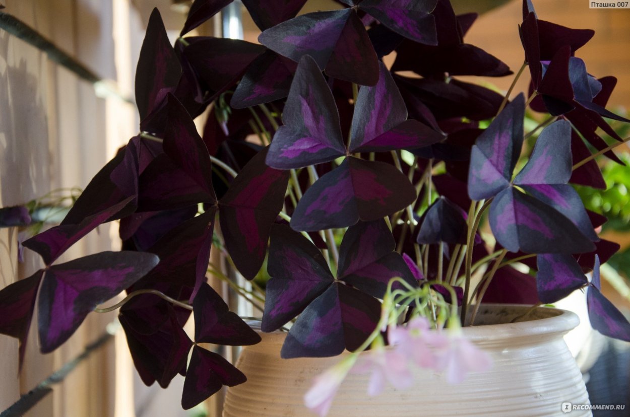 Оксалис садовый