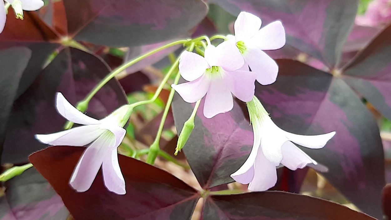 Оксалис Кислица треугольная