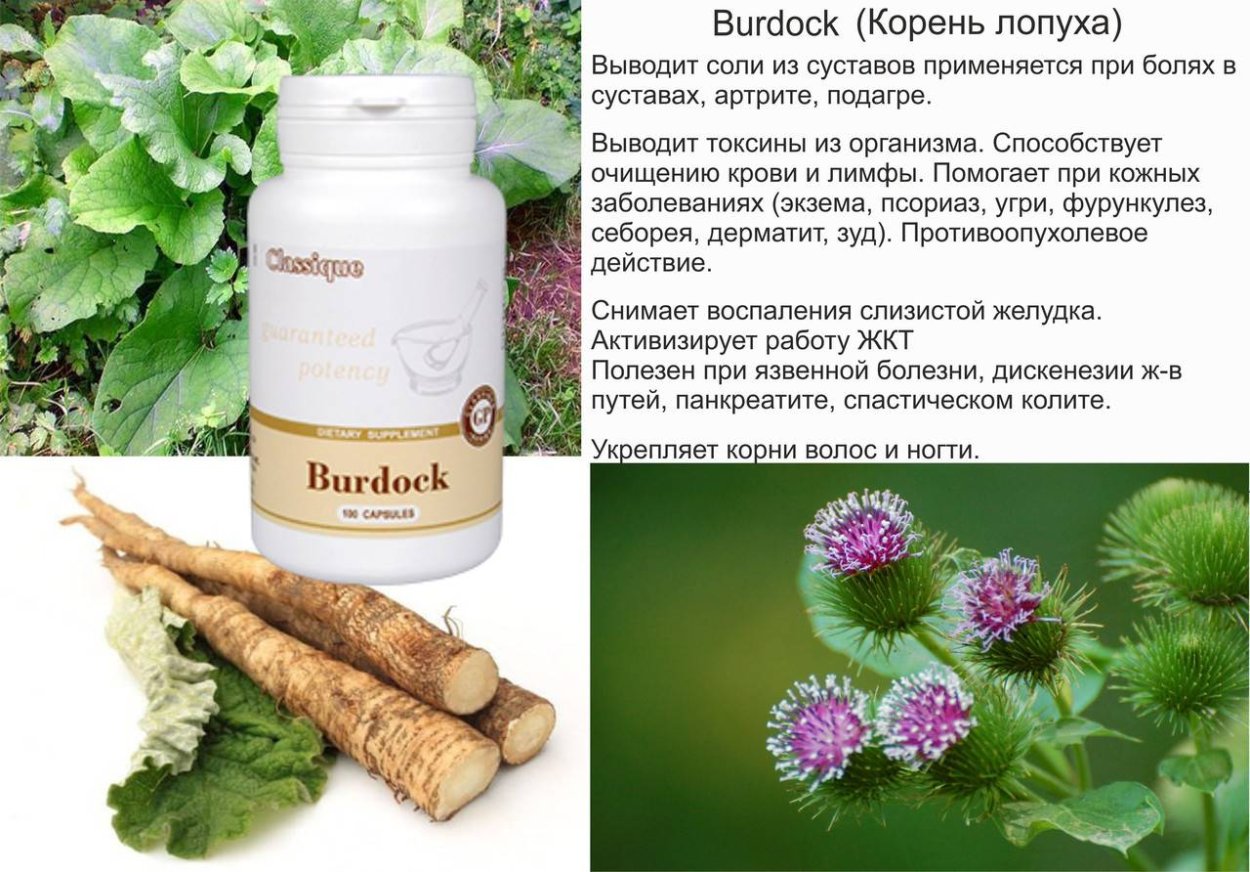 Ревень ревень Виктория