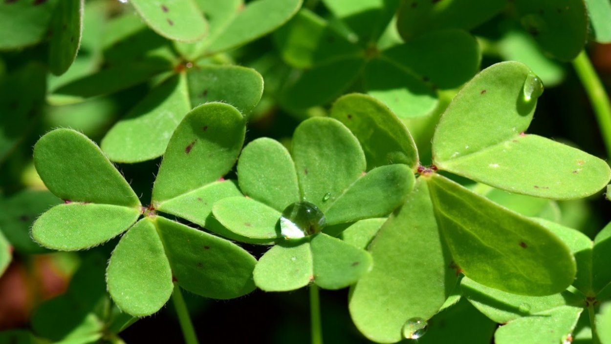 Кислица зеленая