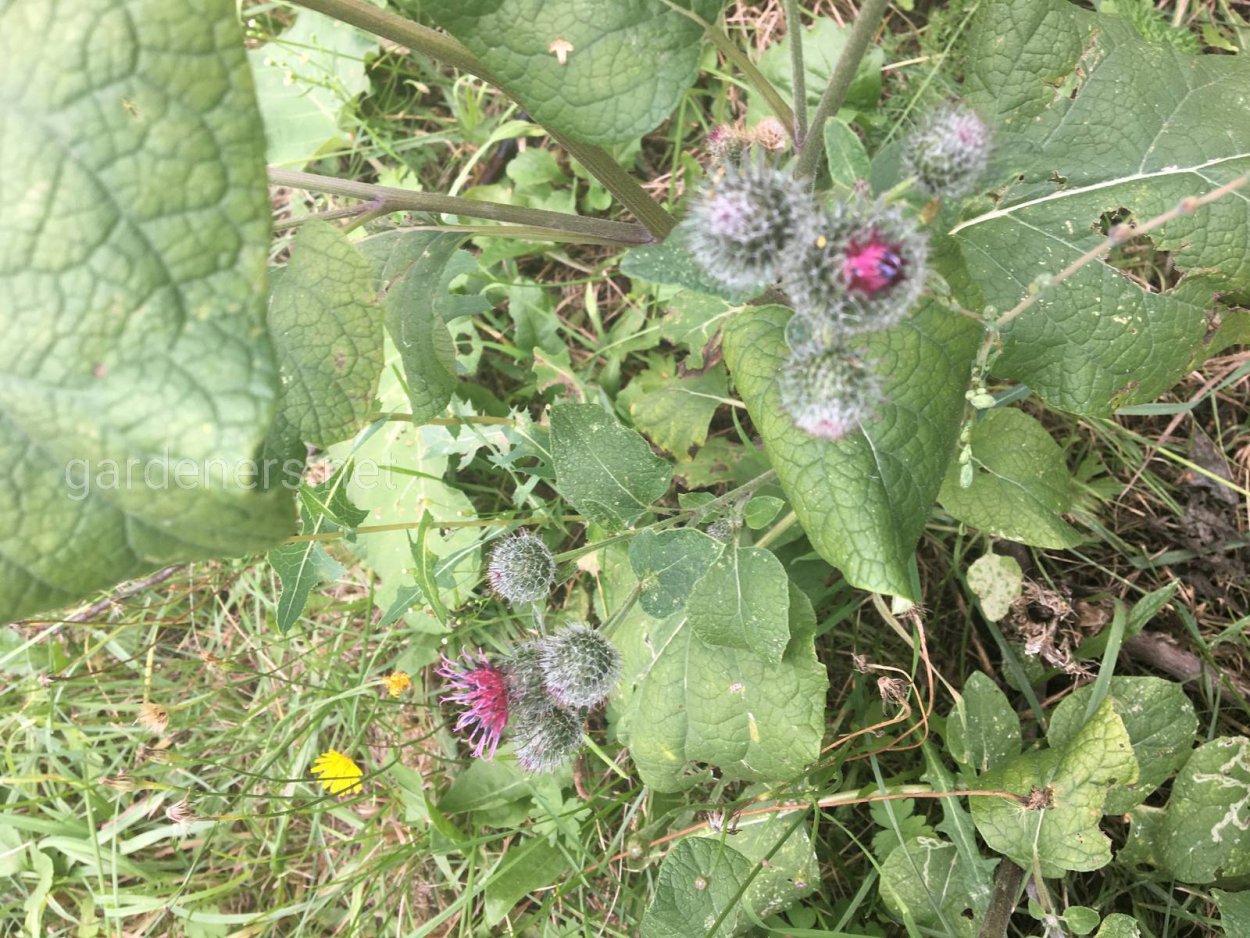 Лопух Сибирский