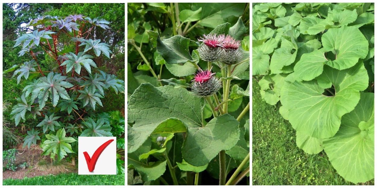 Ядовитый лопух растение