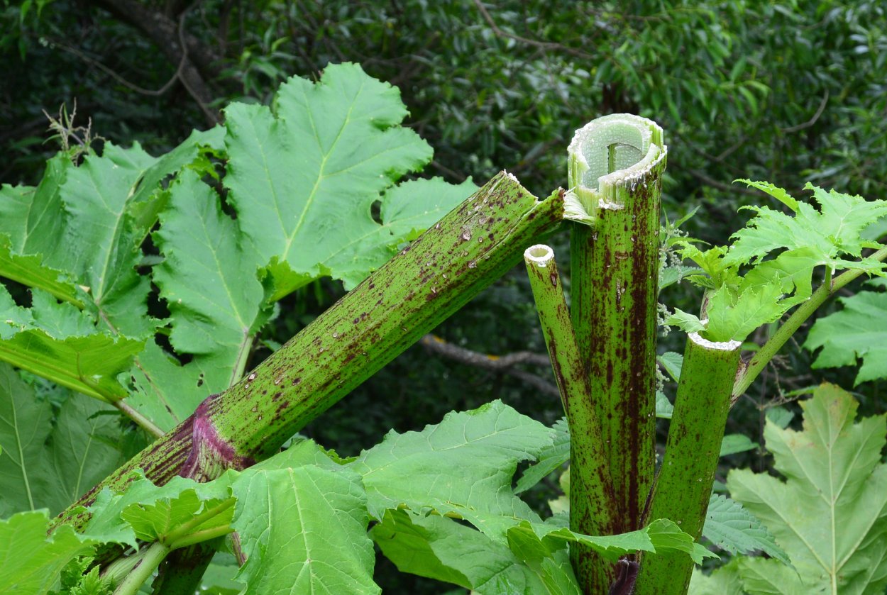 Борщевик Сосновского стебель