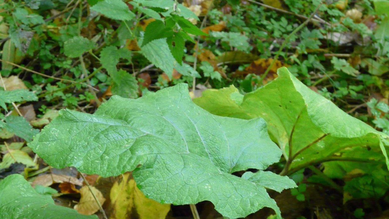 Листья лопуха