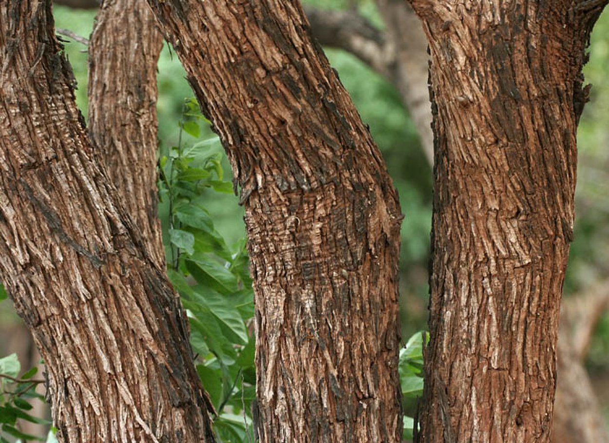 Альбиция кора