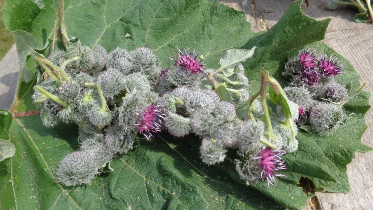 Лопух Сибирский