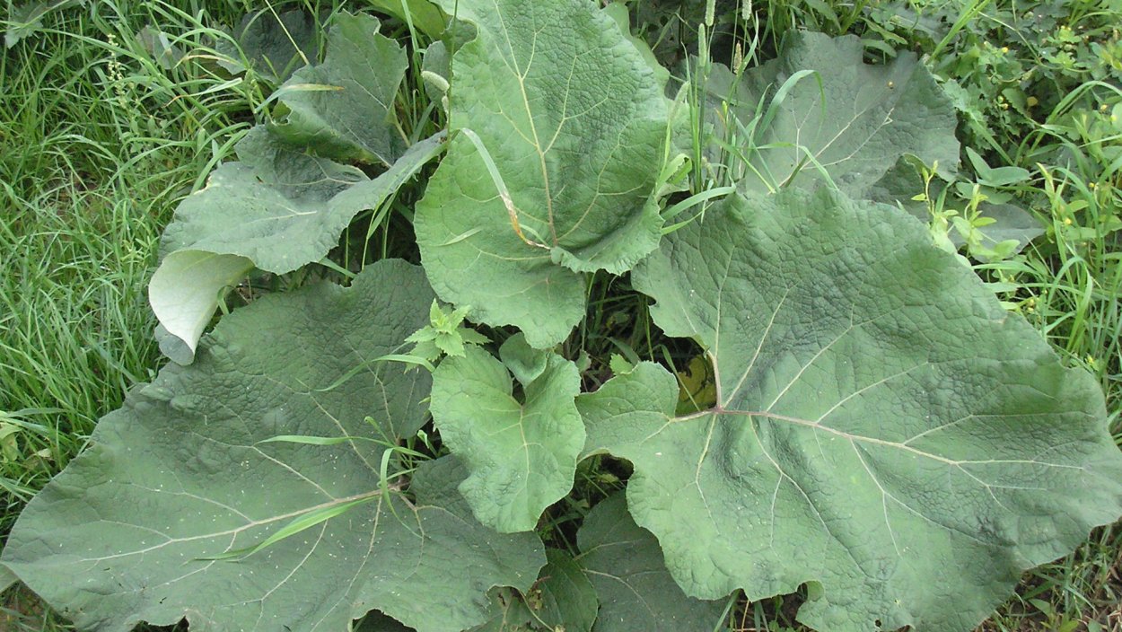 Лопух паутинистый лист