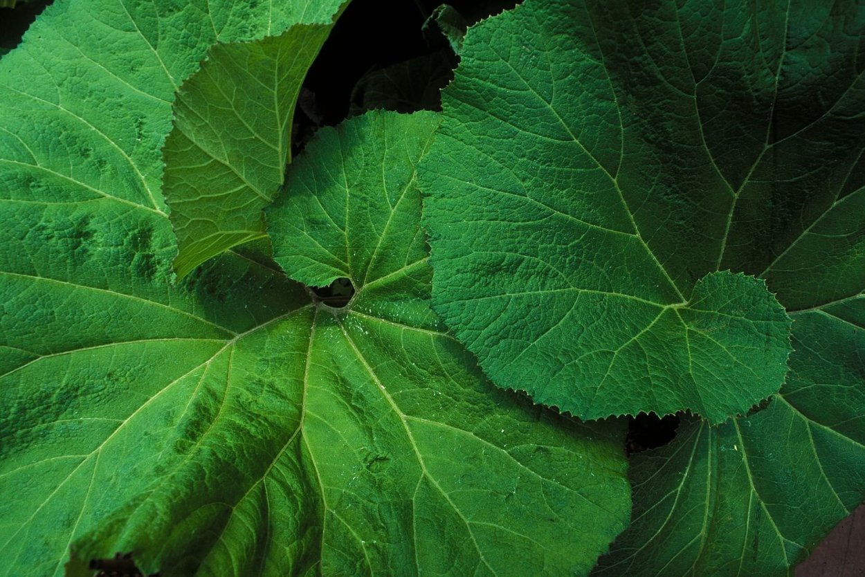 Сорняк лопух