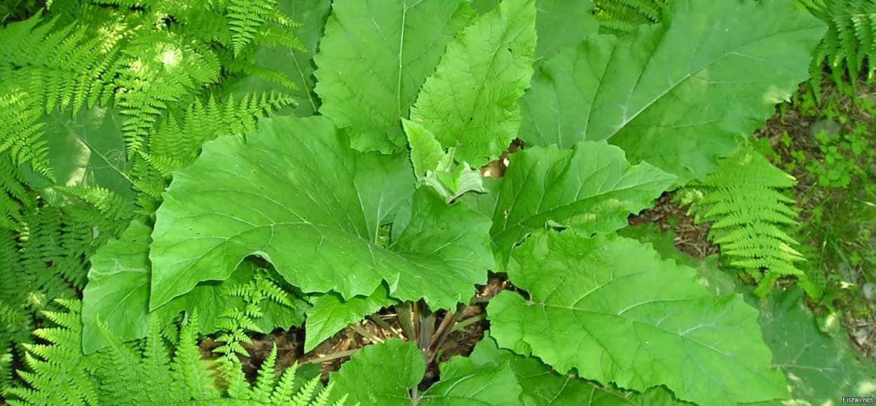 Трава с широкими листьями