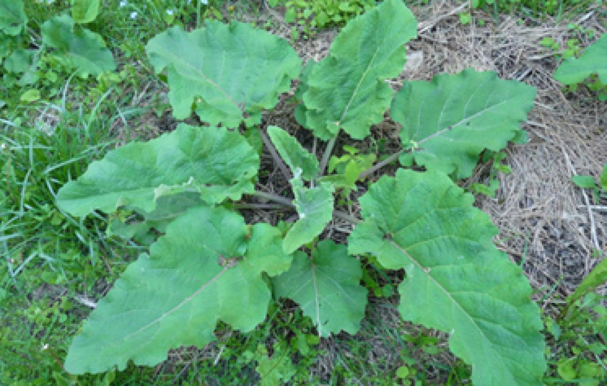 Щавельный лопух