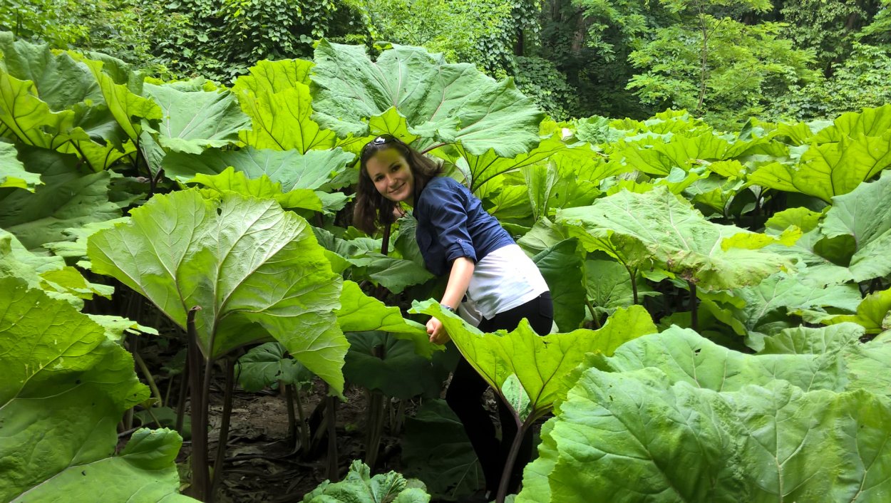 Бодяк чертополох