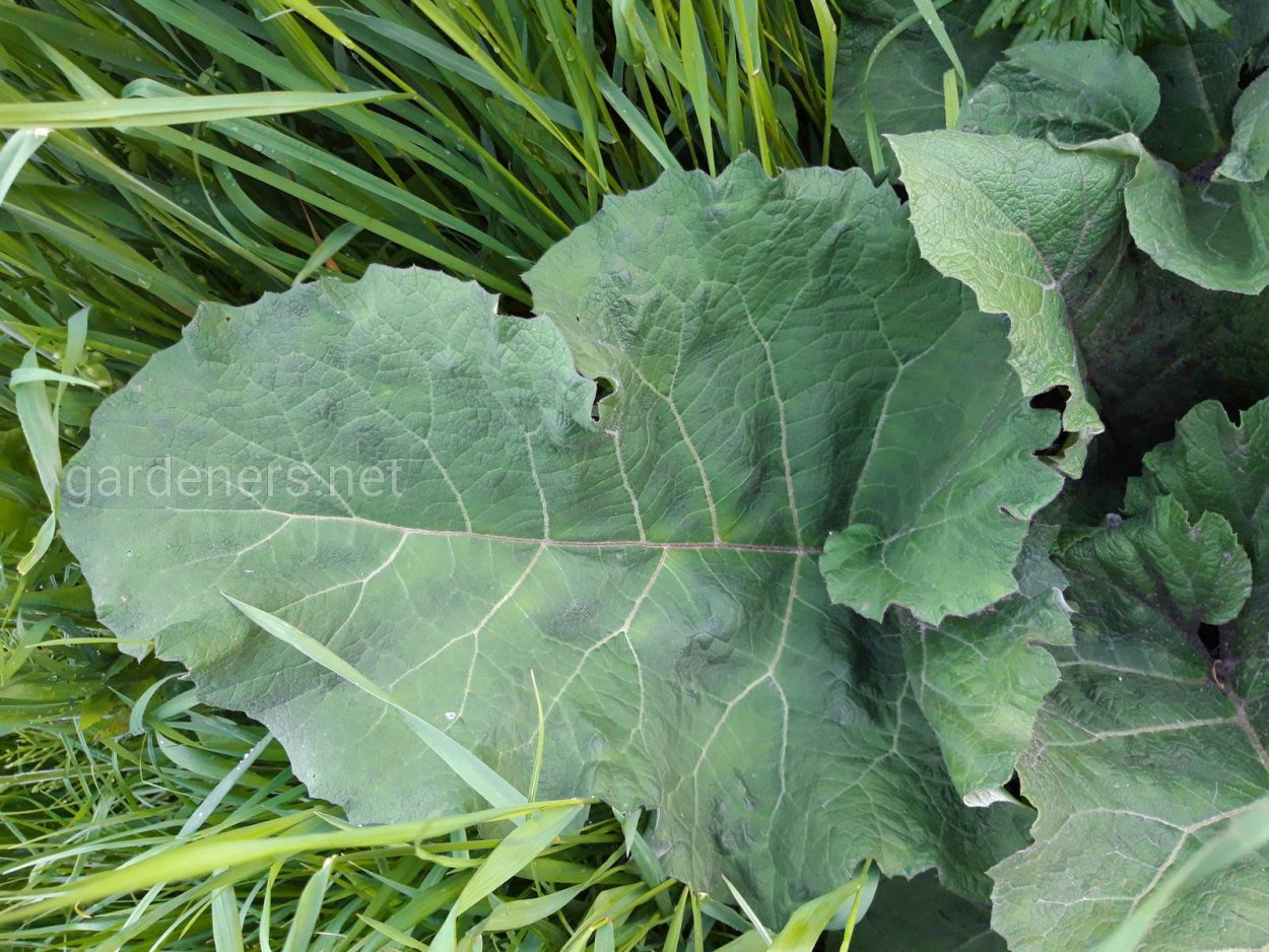 Чертополох репейник лопух