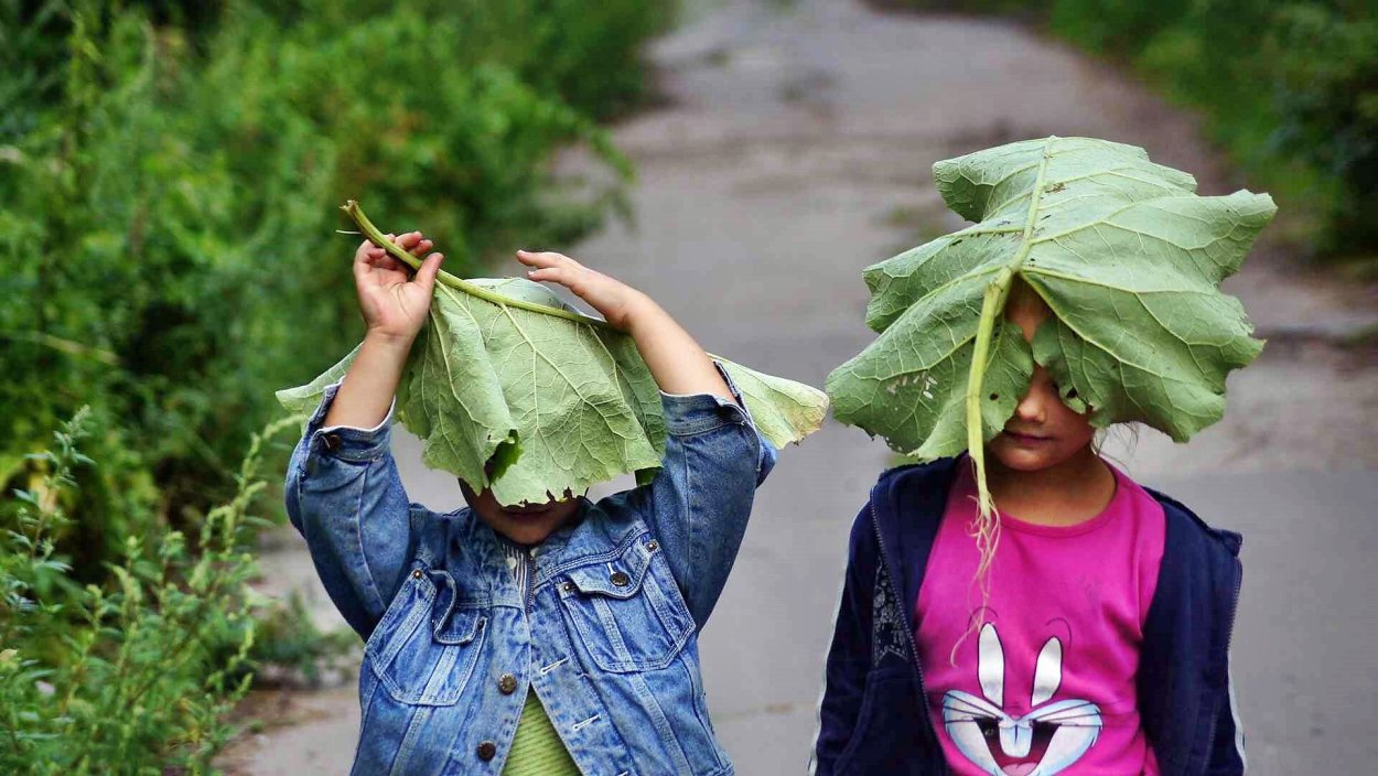 Борщевик Сосновский ожоги