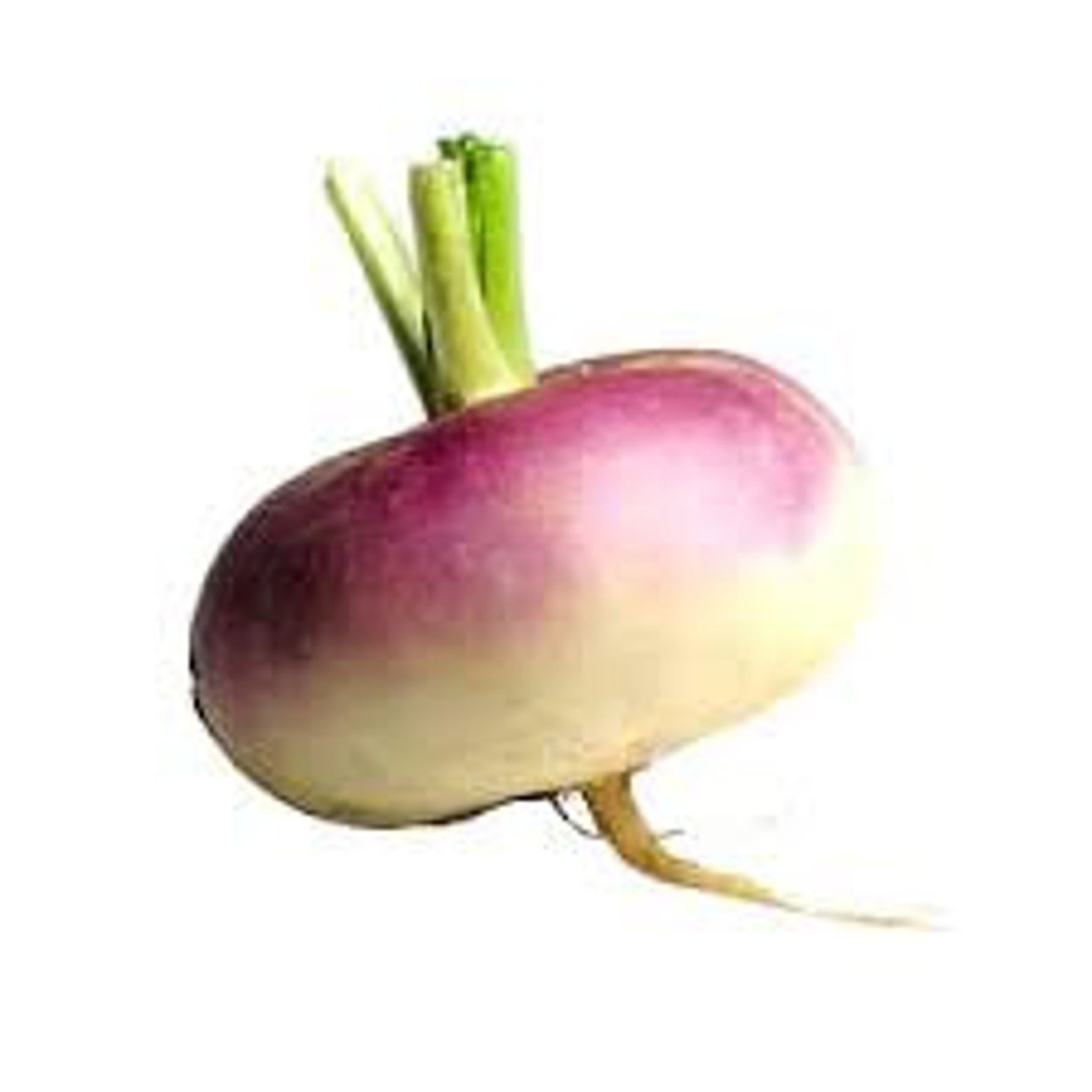 Турнепс Ботанический рисунок