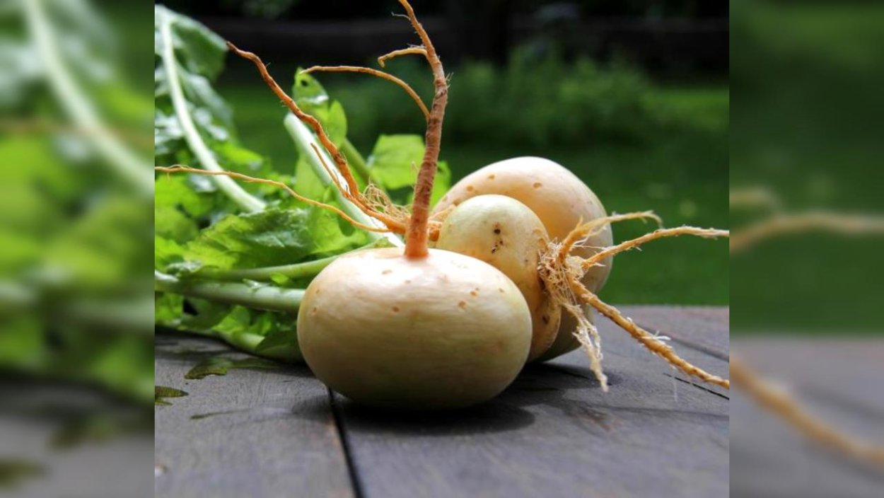 Репа для детского сада