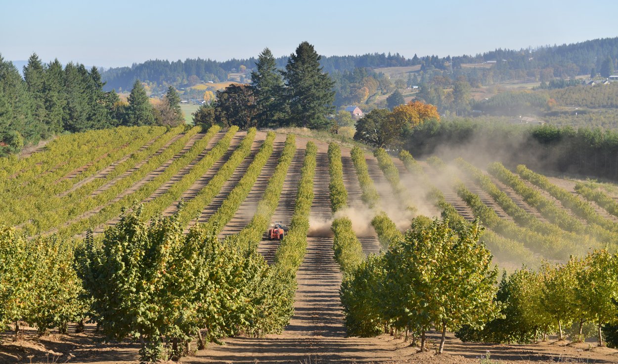 Фундуковые плантации