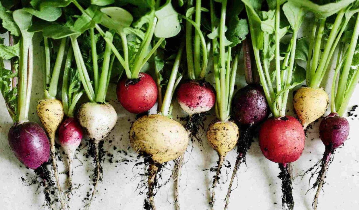 Репа на грядке