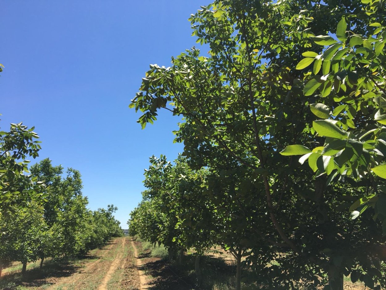 Грецкий орех в саду