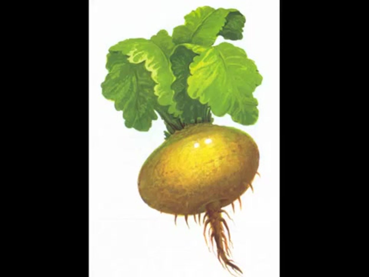 Редька бело зеленая