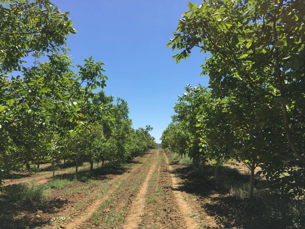 Грецкий Ореховый сад