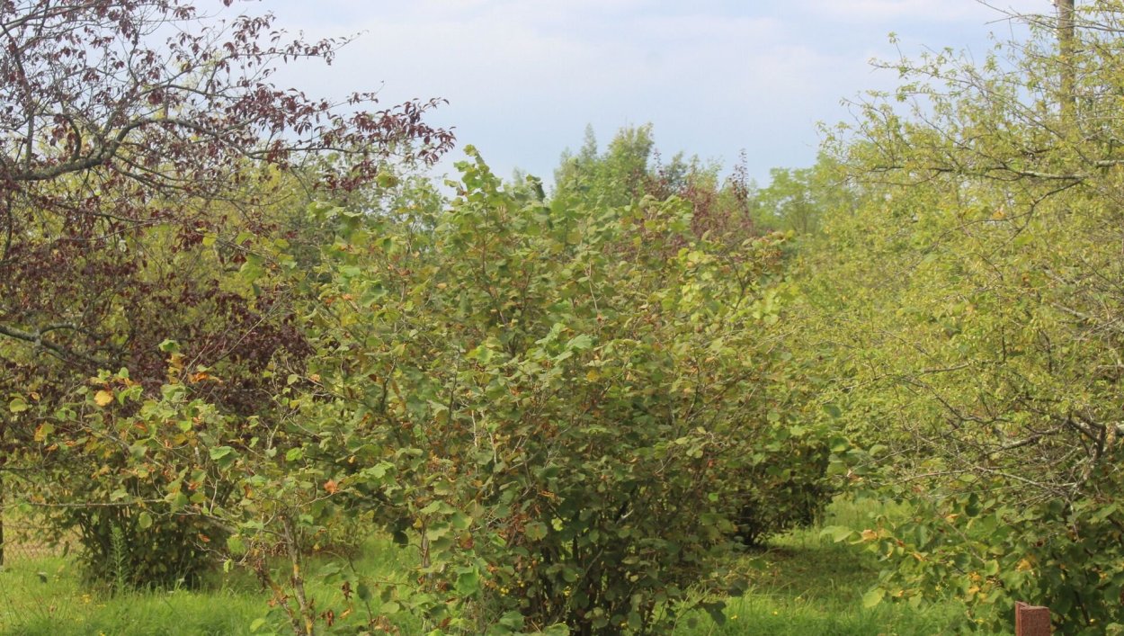 Орешник в Абхазии