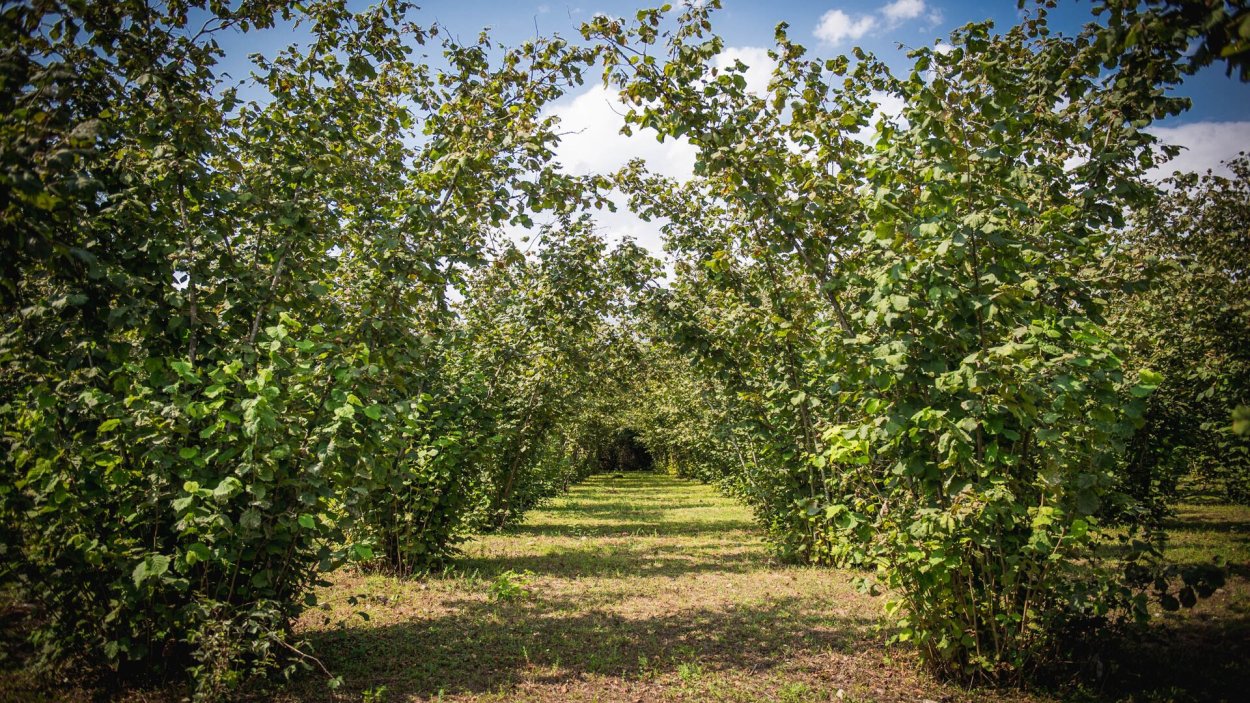 Лещина обыкновенная плод