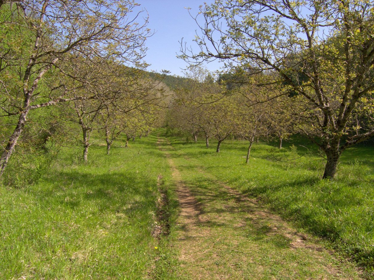 Плантации фундука лещины