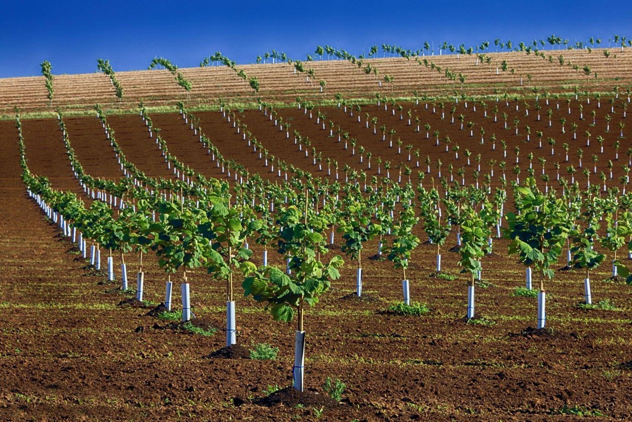 Агрокультура интенсивный сад