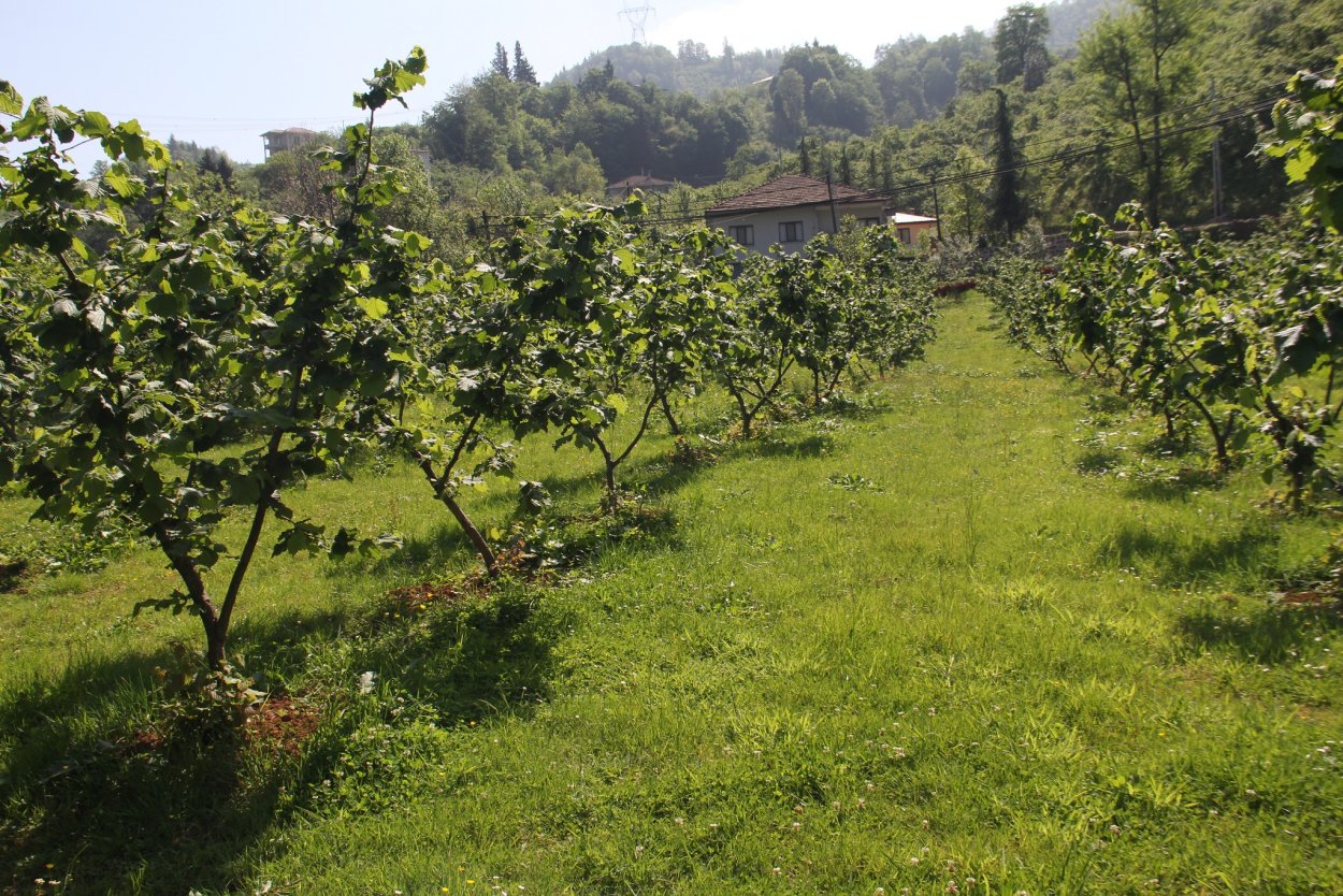 Карликовый орех Чандлер