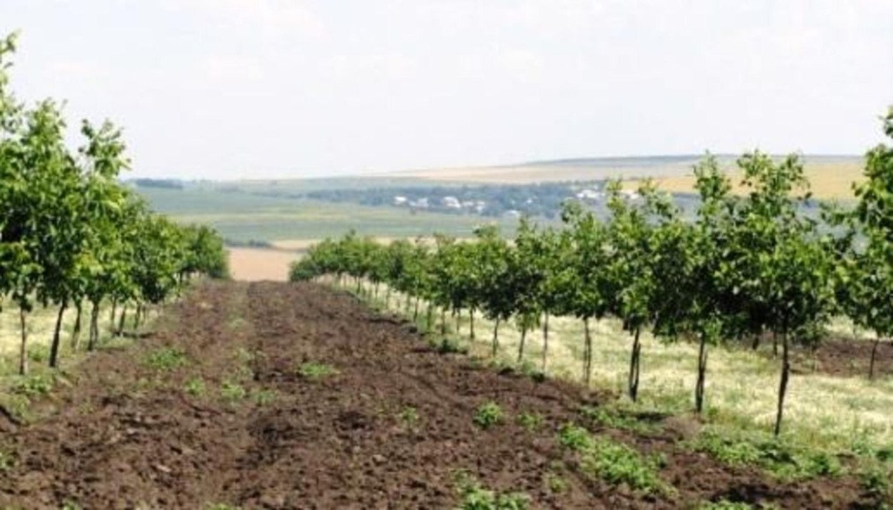 Интенсивный сад грецкого ореха