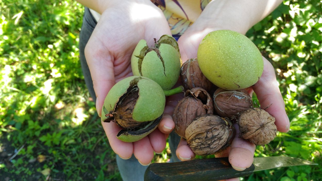 Плантации грецкого ореха