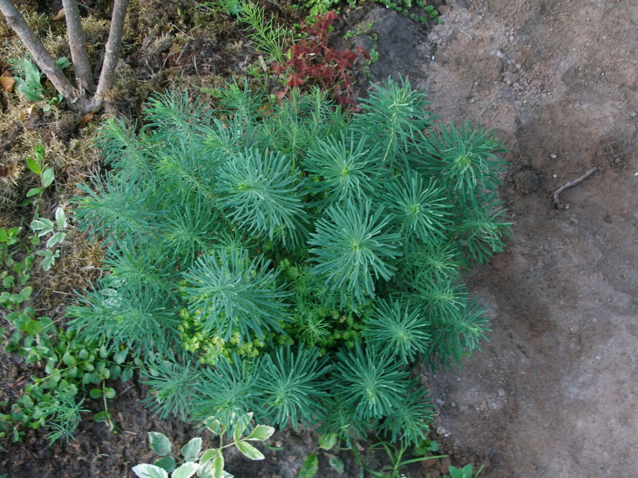 Молочай Euphorbia seguieriana