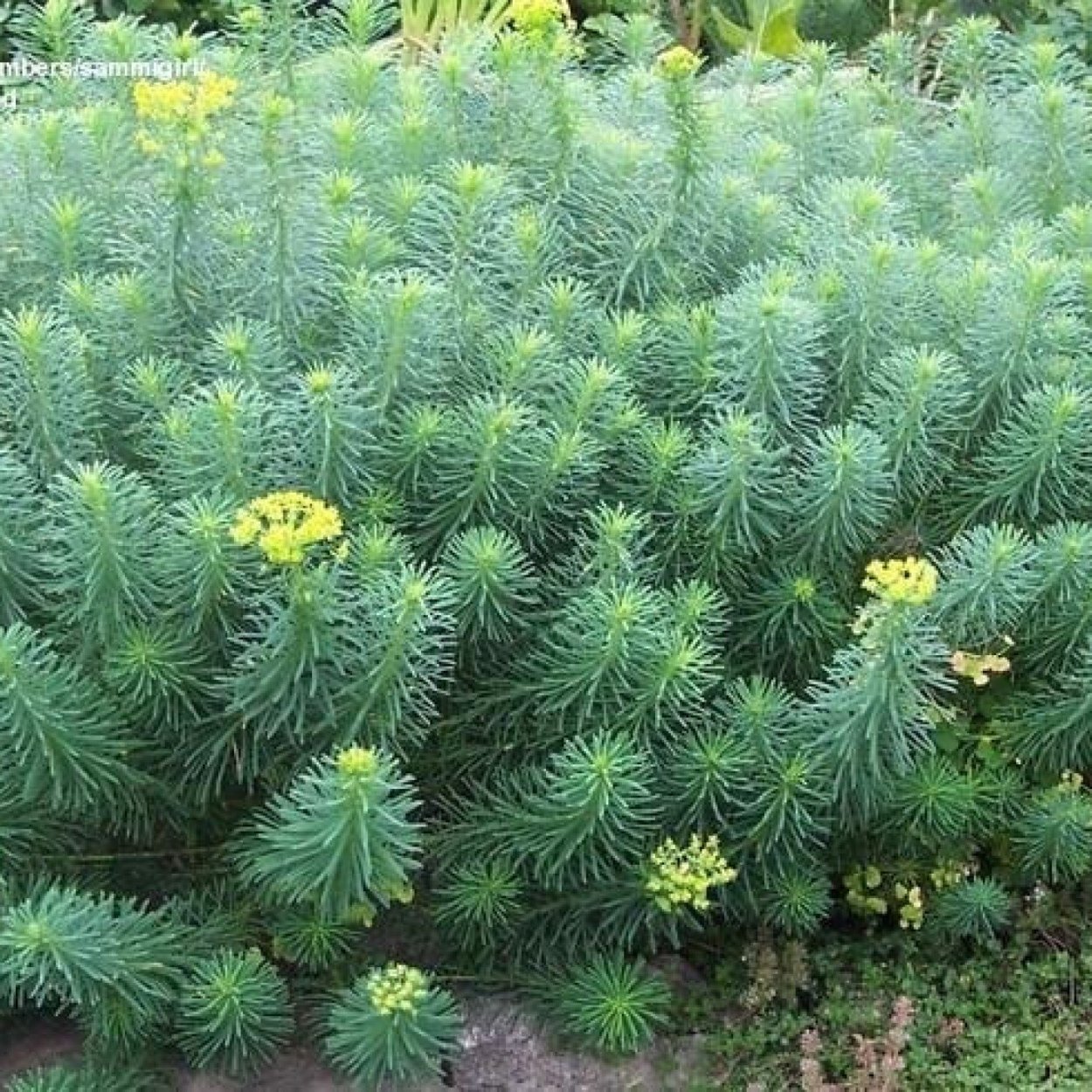 Молочай приземистый распростертый