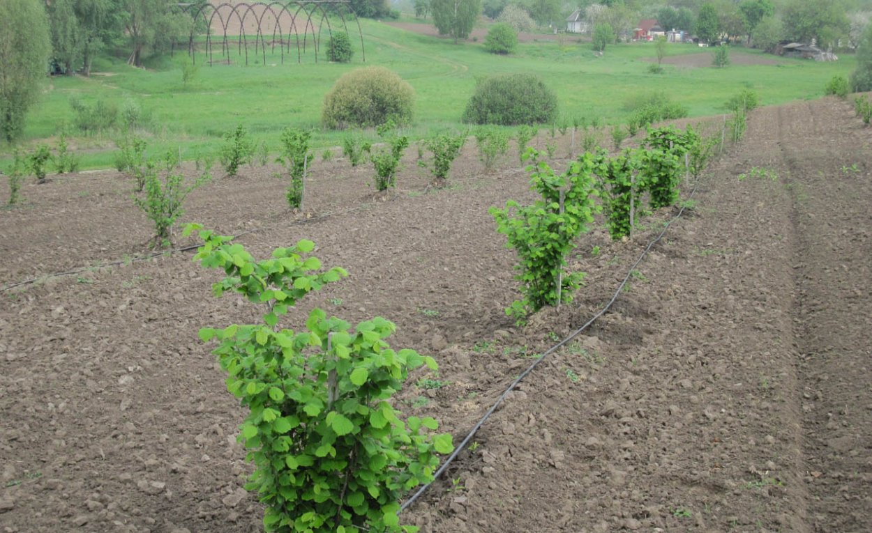 Сочи сады фундука