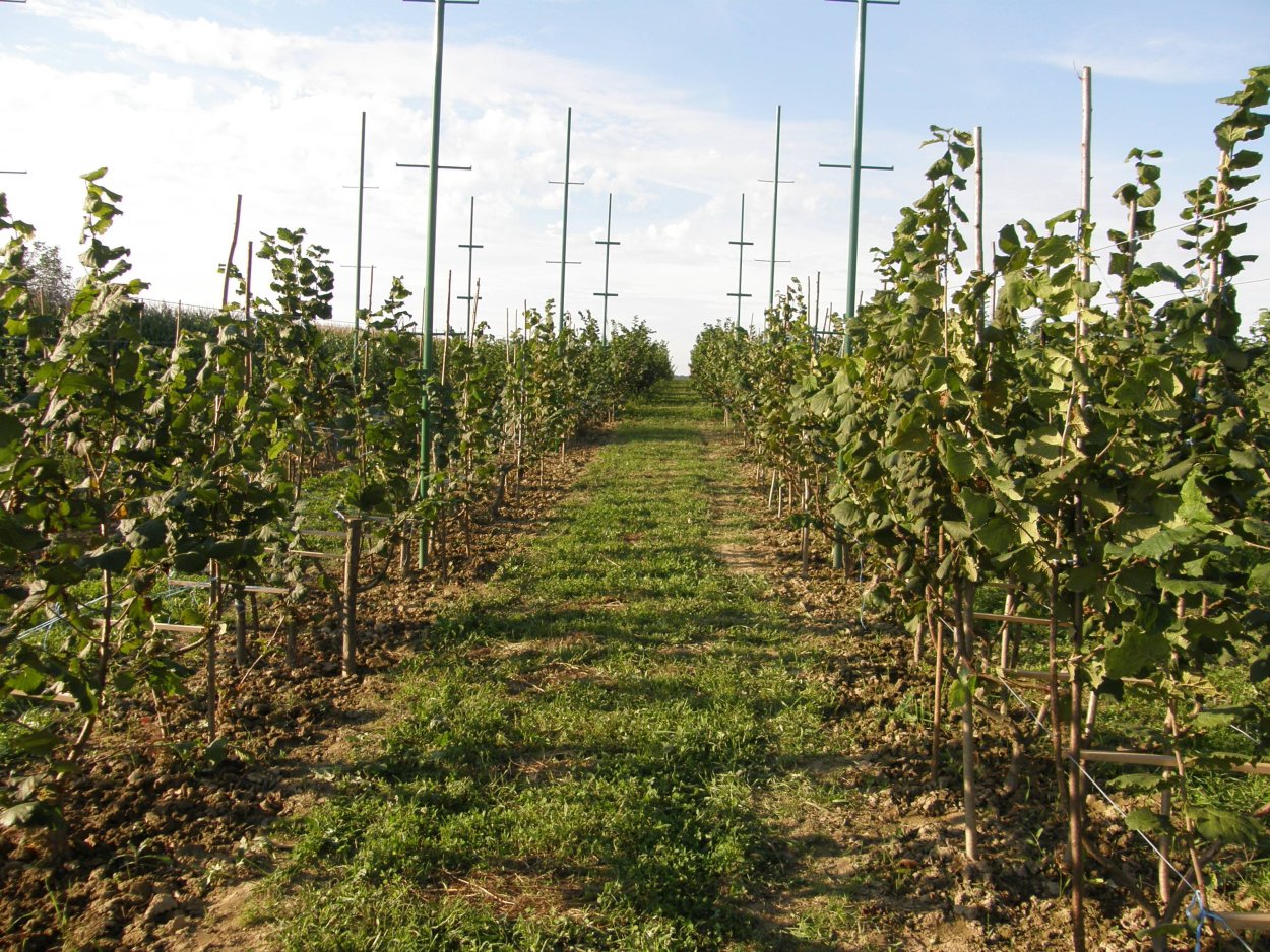 Колоновидный фундук