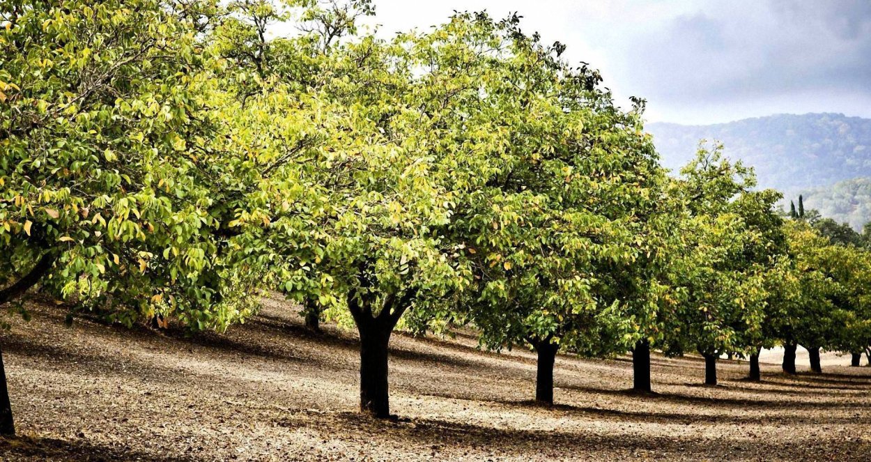 Фундук растет