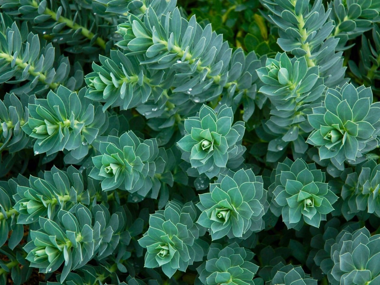 Молочай кипарисовый (Euphorbia cyparissias)