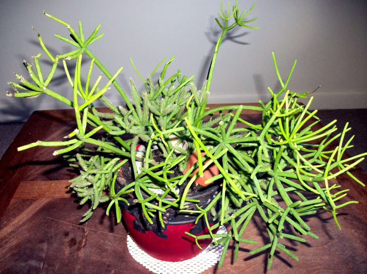 Эуфорбия decaryi