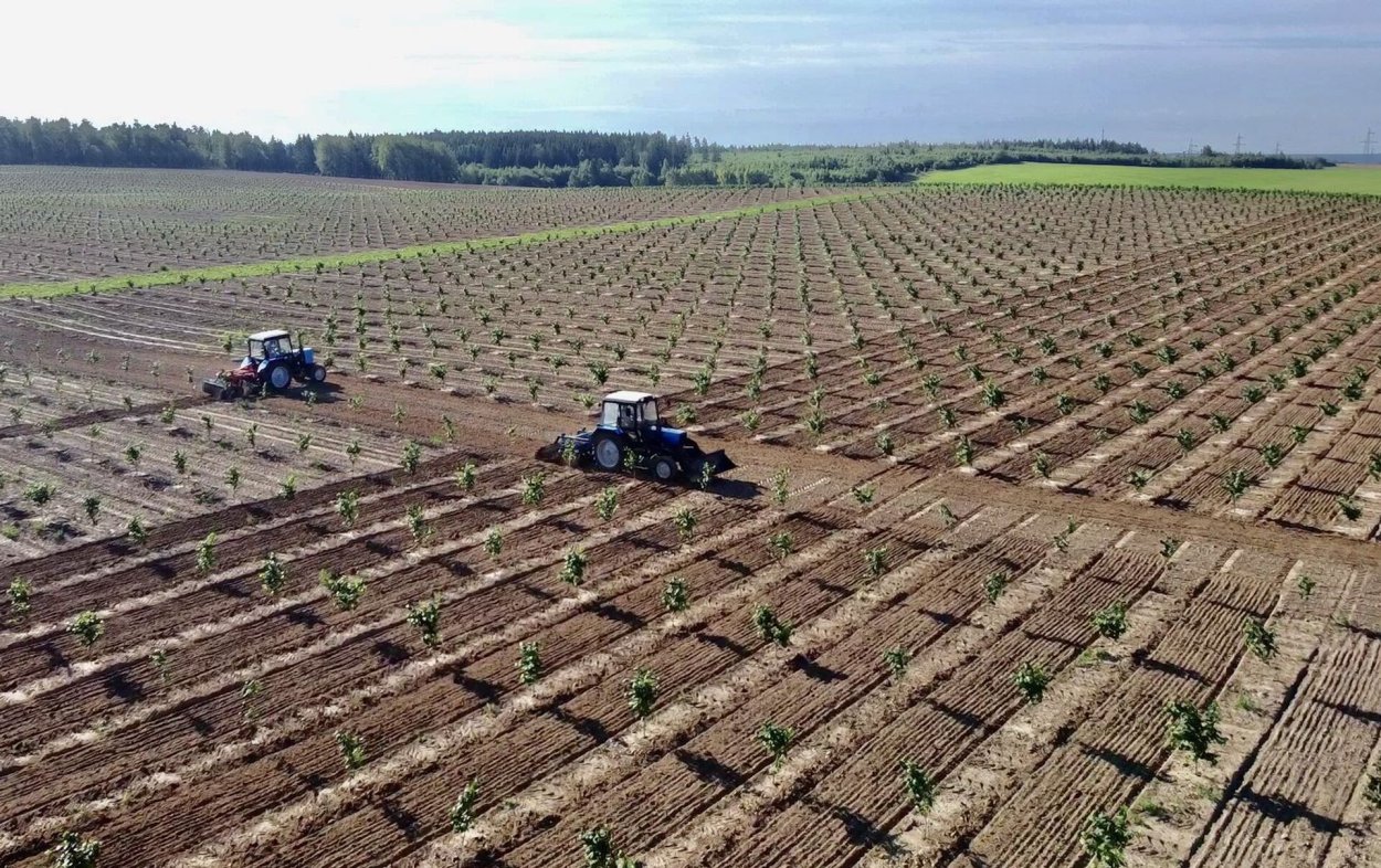 Фисташковые плантации Туркмении