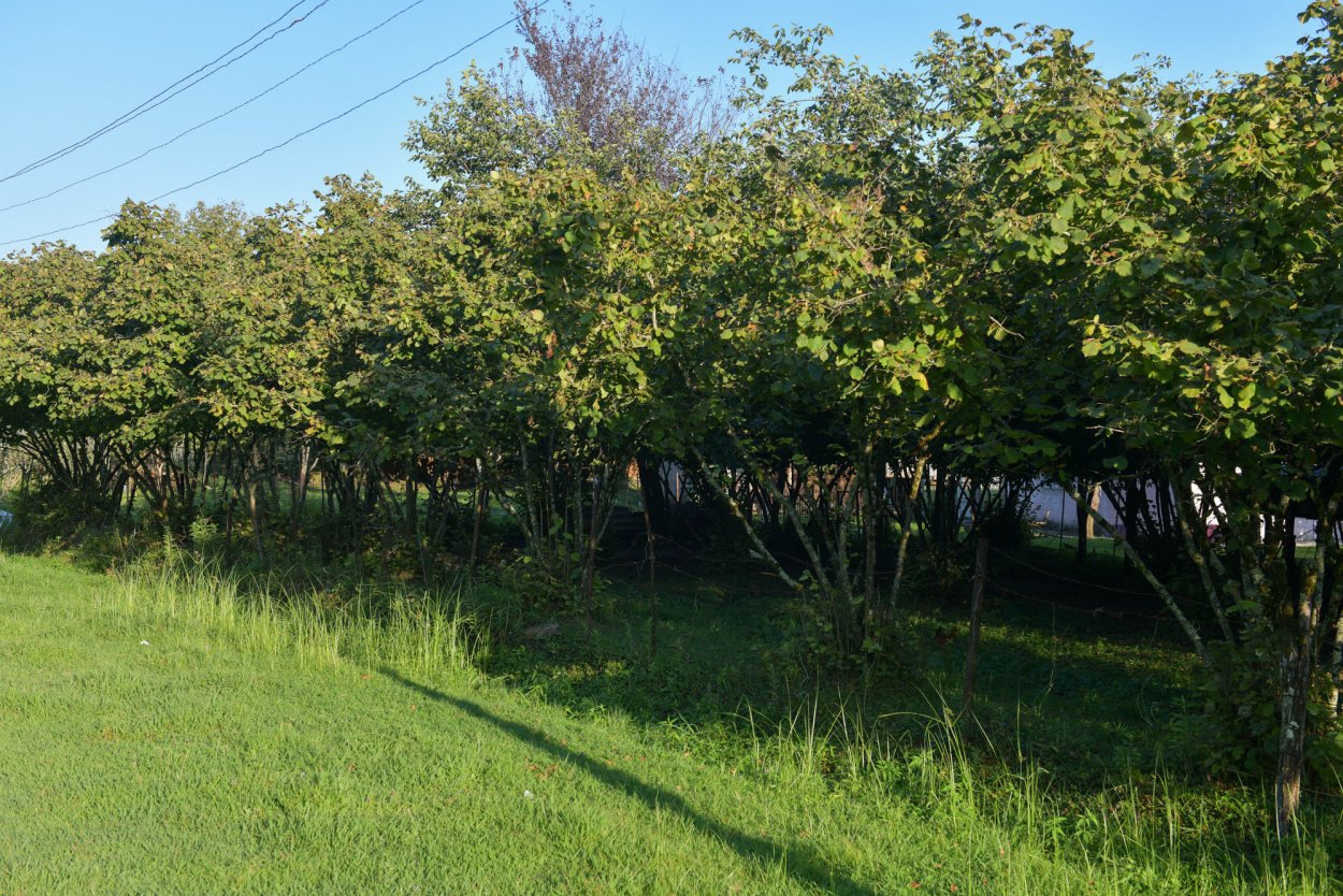 Дерево фундука Дагестан