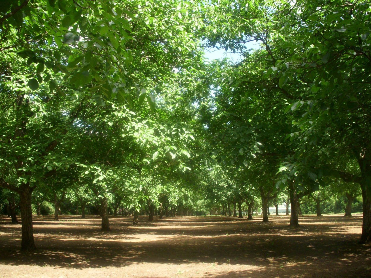 Орешник на даче