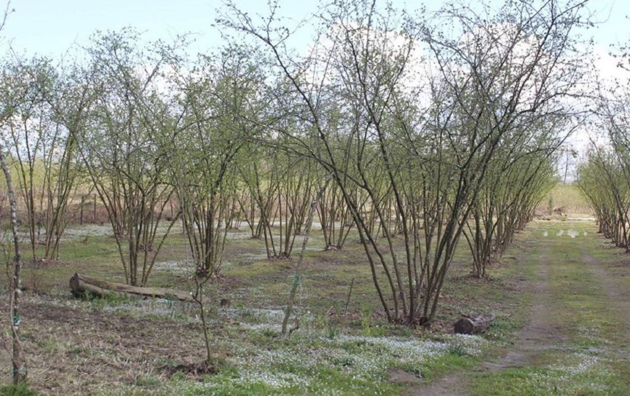 Фундук на горизонтальной шпалере