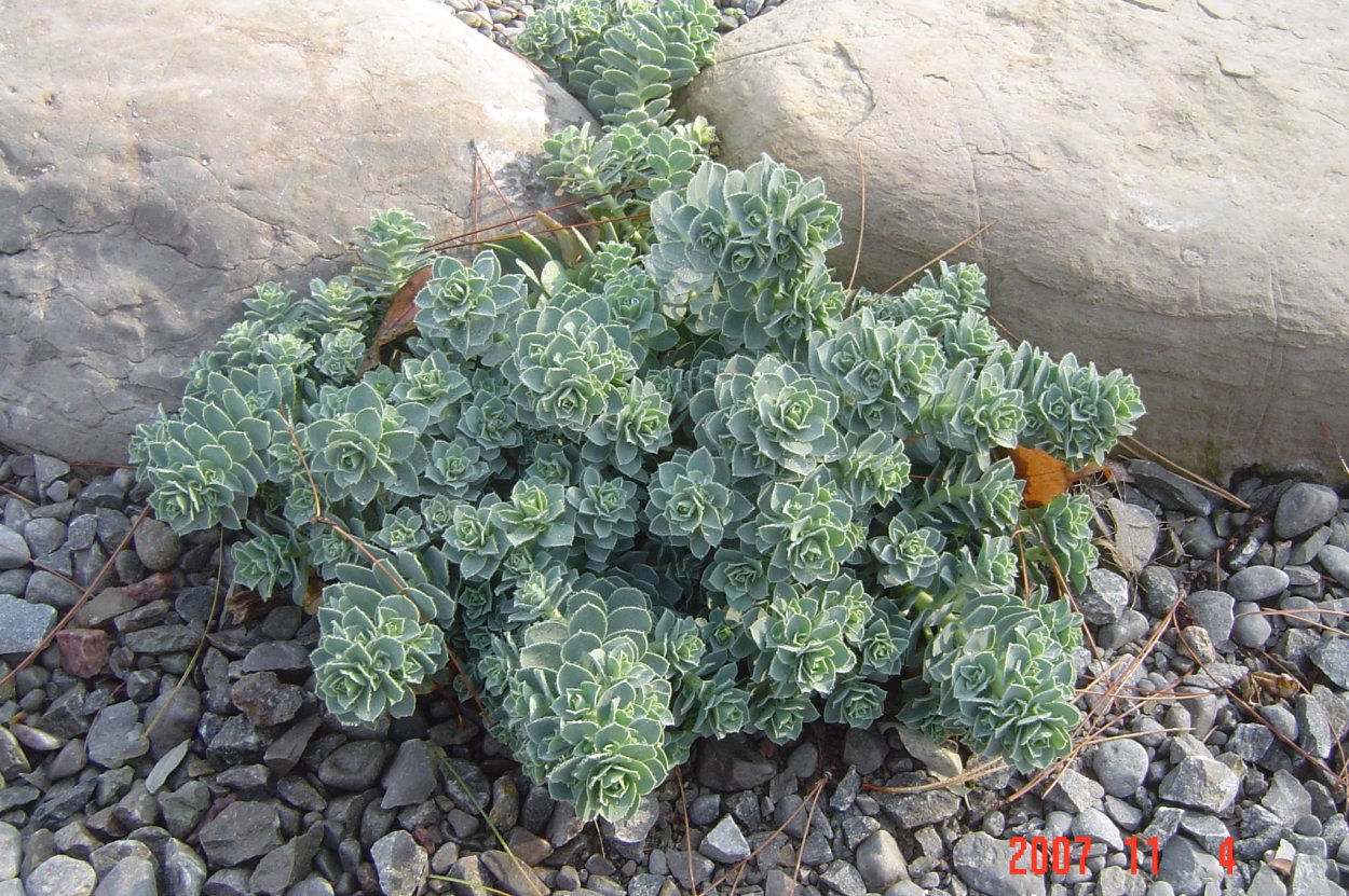 Молочай плетущийся