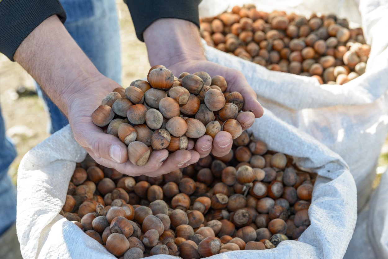 Сады фундука в Турции